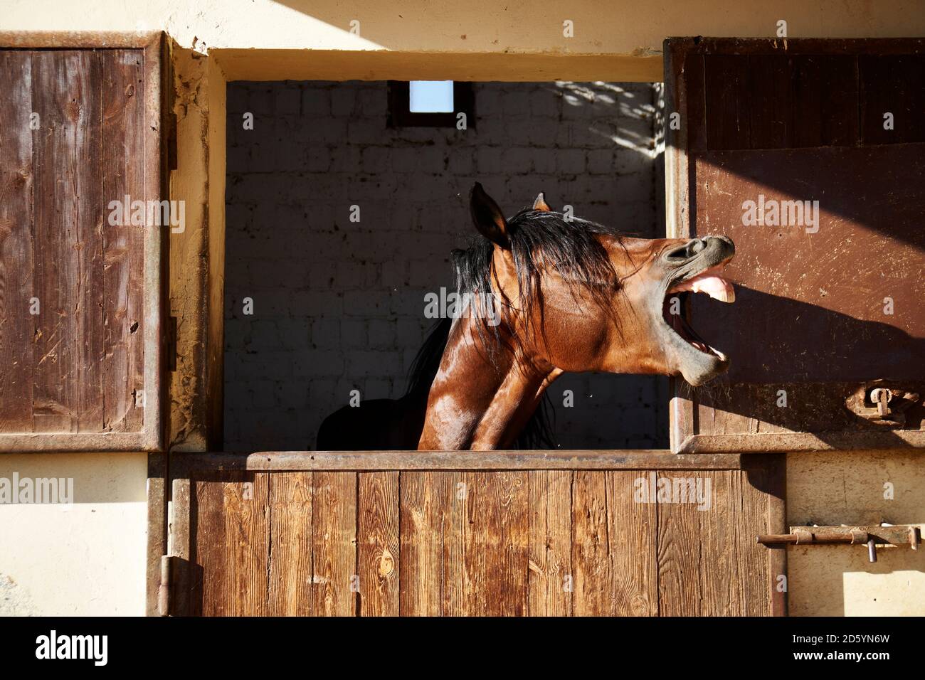 Egypt, El Gouna, neighing horse in stable Stock Photo