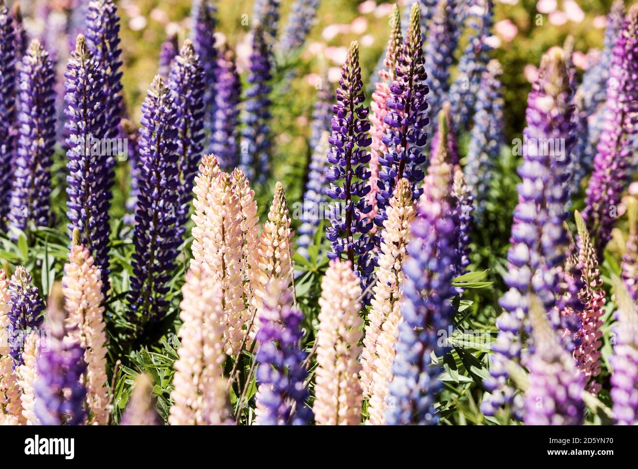 Lupin 'The Governor' - Bare Root Lupin