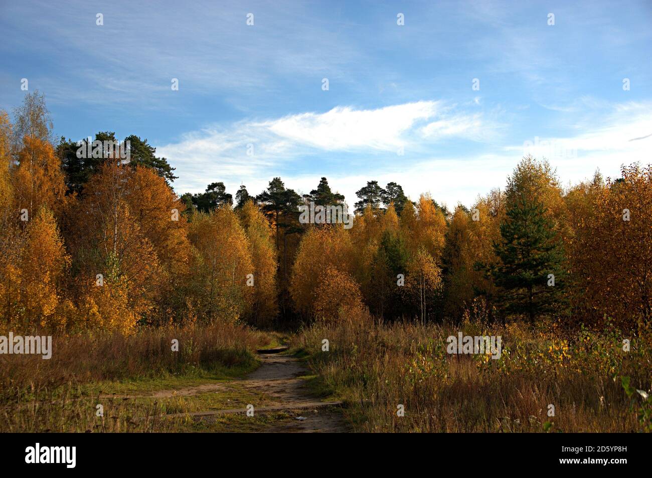 The golden autumn colored the forest with bright colors Stock Photo - Alamy