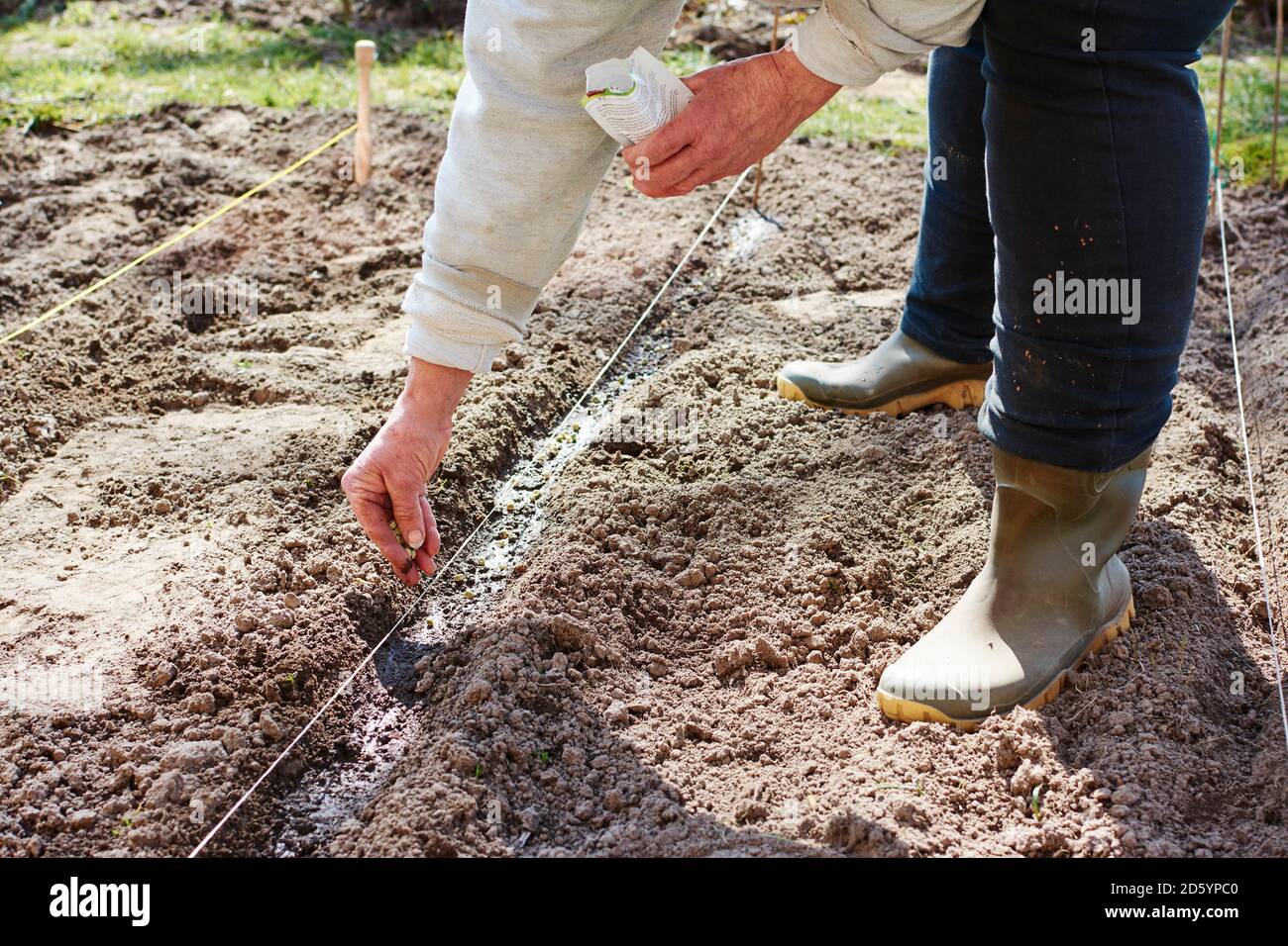 Woman sowing garden peas in a row Stock Photo