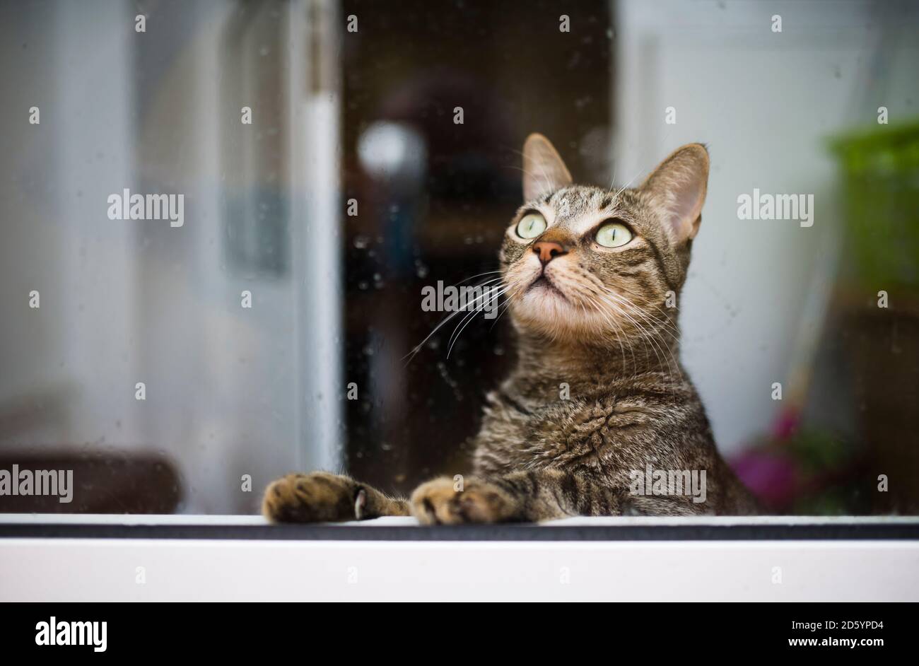 Tabby cat looking up through a wet window Stock Photo