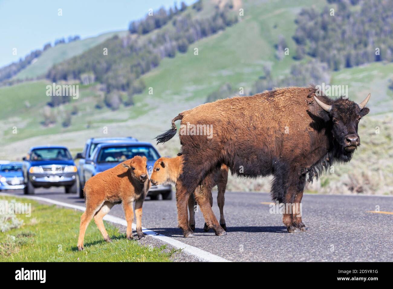 USA, Yellowstone National Park, Bisons crossing road Stock Photo