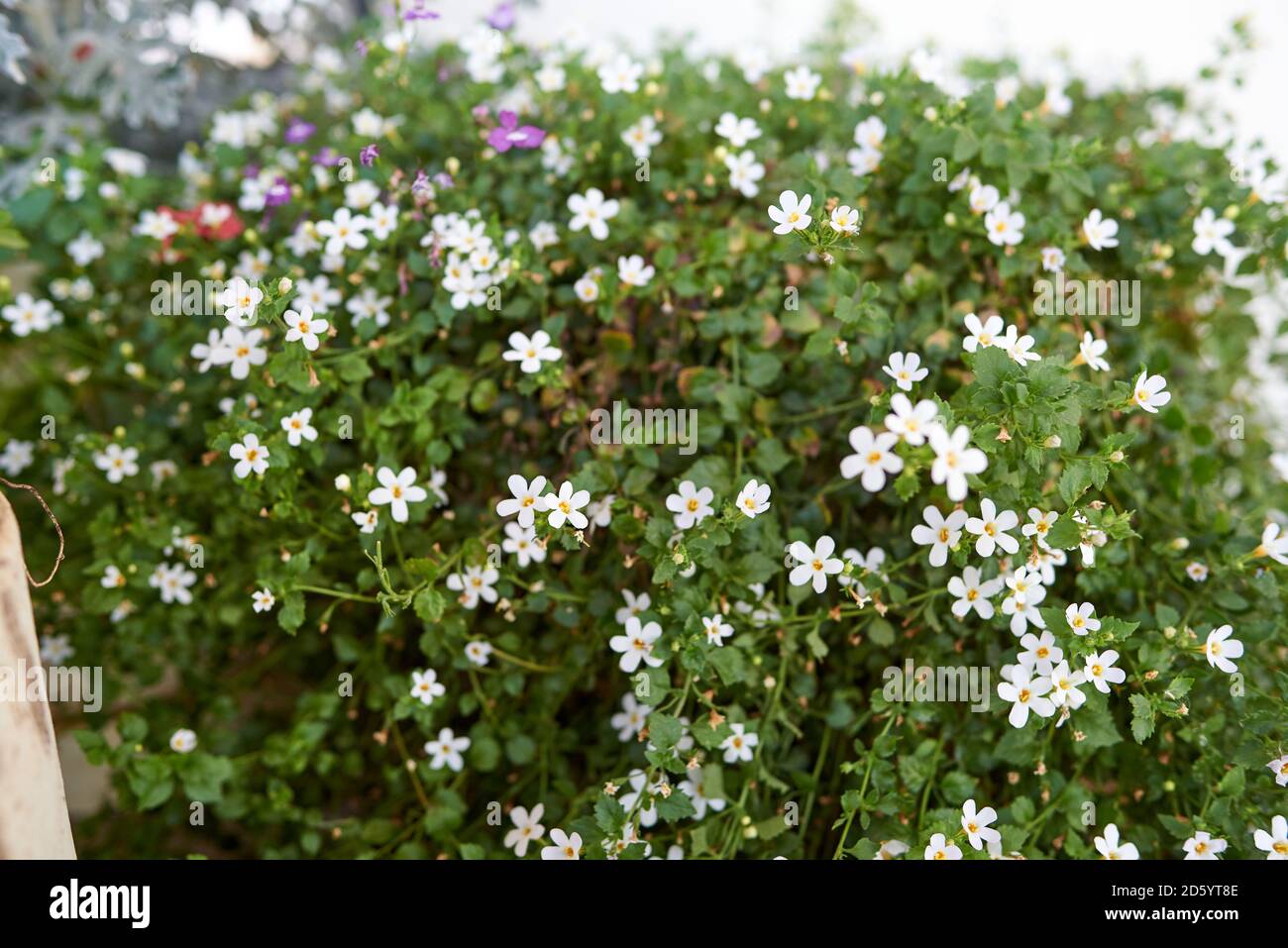 White bacopa flowers in flowerpot Stock Photo