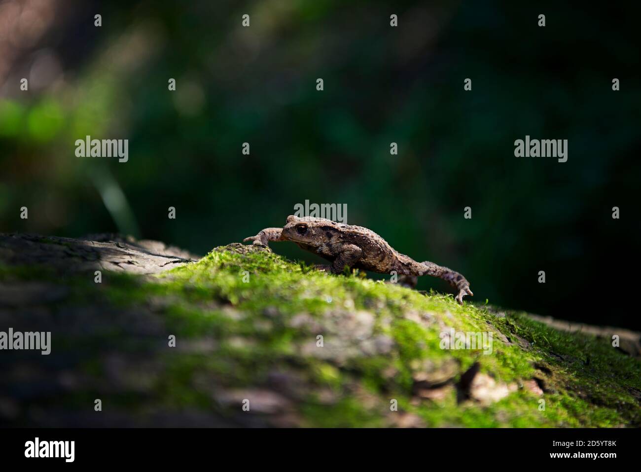 Toad, Bufonidae, on a mossy surface Stock Photo