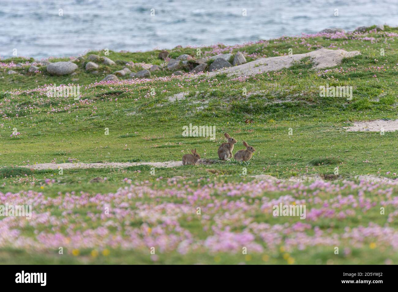 Three wild rabbits on Omey Island, Ireland. Three rabbits on a green meadow. Three rabbits on an island. Stock Photo