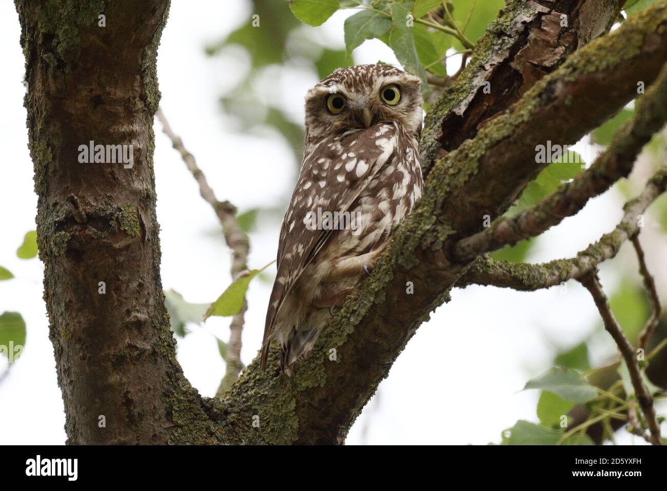Little Owl, Athene noctua Stock Photo Alamy
