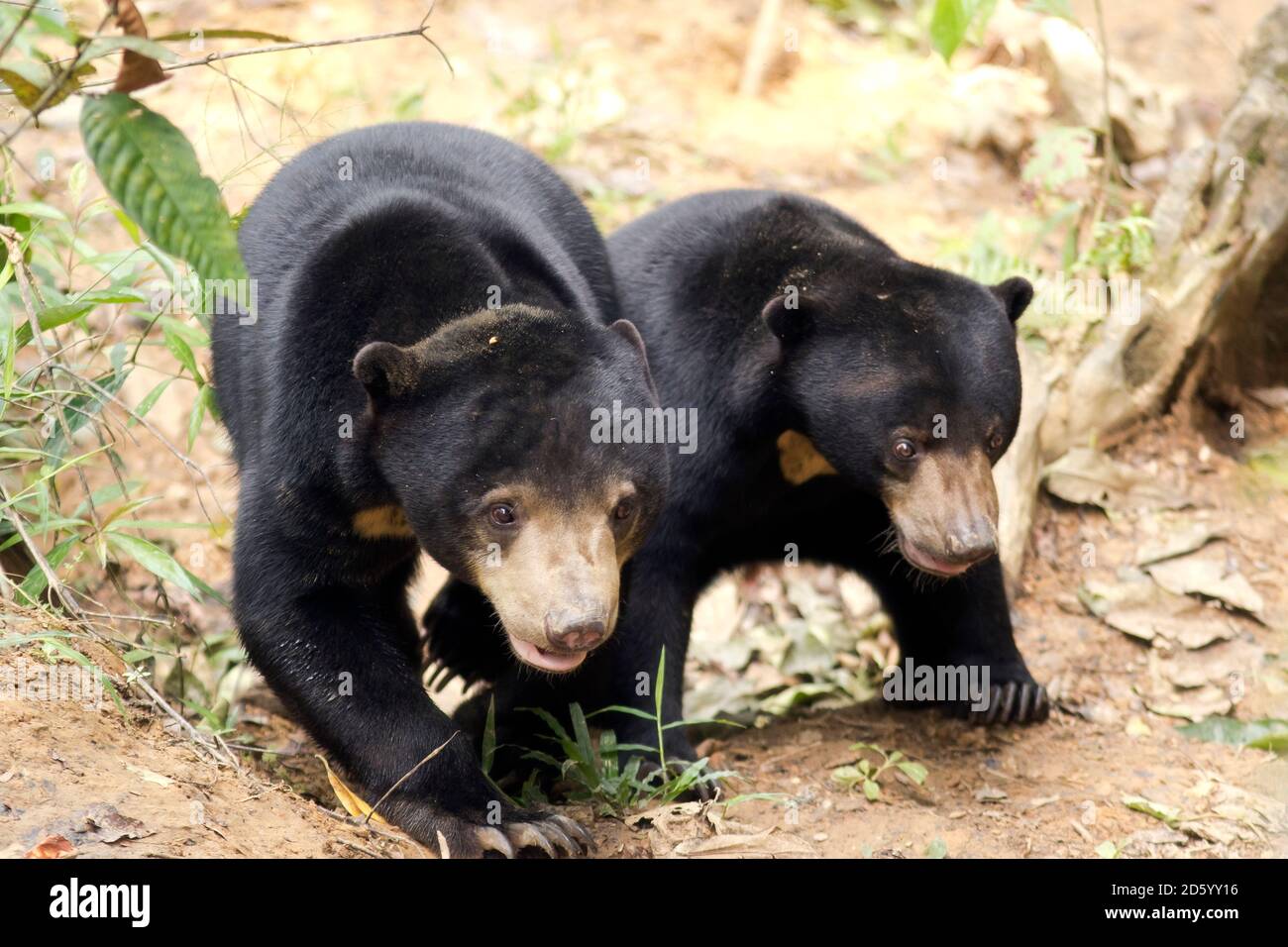 Malaysia, Borneo, Sepilok, two sun bears Stock Photo