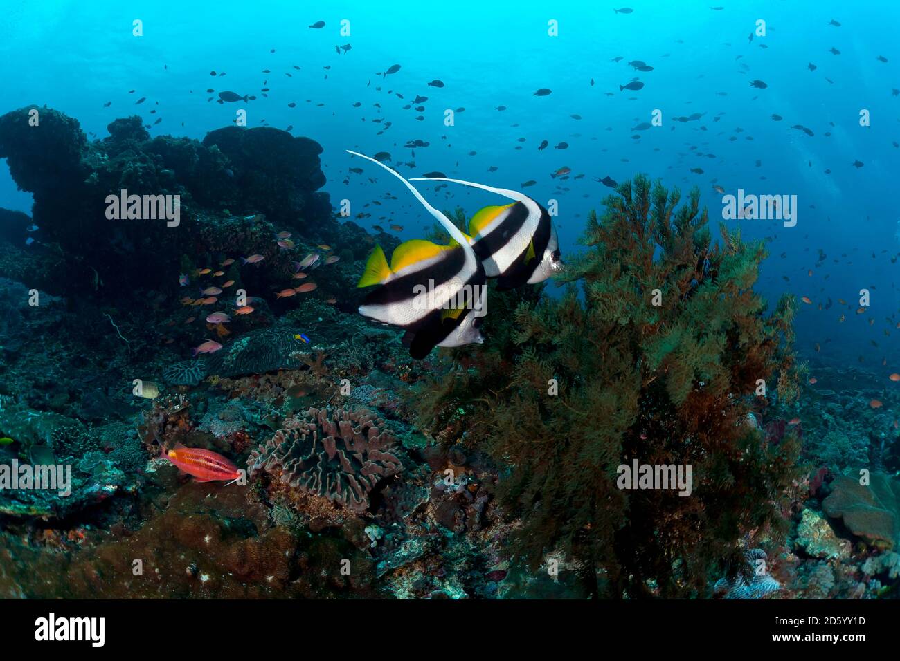 Indonesia, Bali, Nusa Lembongan, Long-finned bannerfish, Heniochus acuminatus Stock Photo