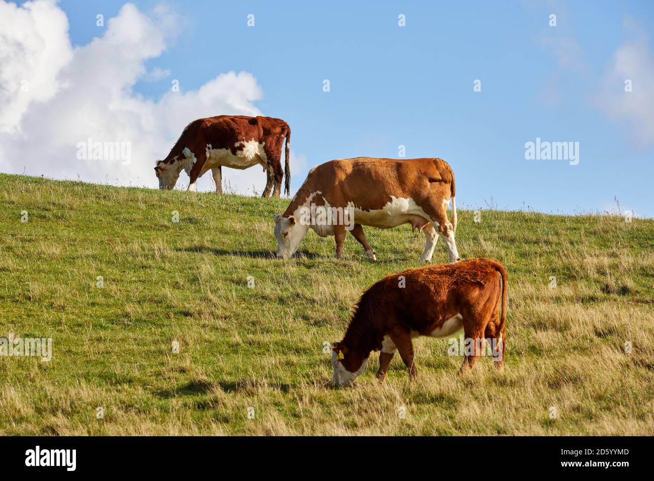 Cows grazing on a hillside; Samsø, Denmark Stock Photo