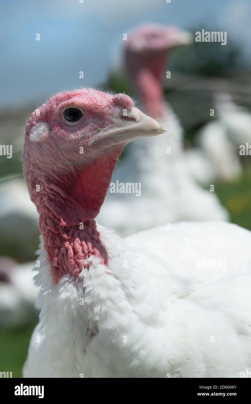 Free range organic turkey farm hires stock photography and images Alamy