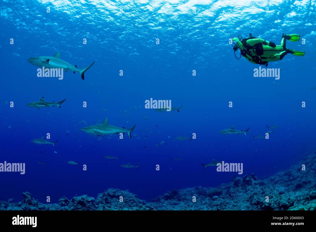 Oceania, Micronesia, Yap, Diver with grey reef sharks, Carcharhinus amblyrhynchos Stock Photo