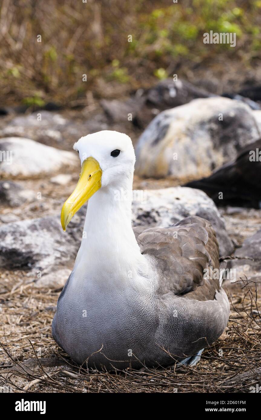Espanola galapagos ecuador hi-res stock photography and images - Alamy