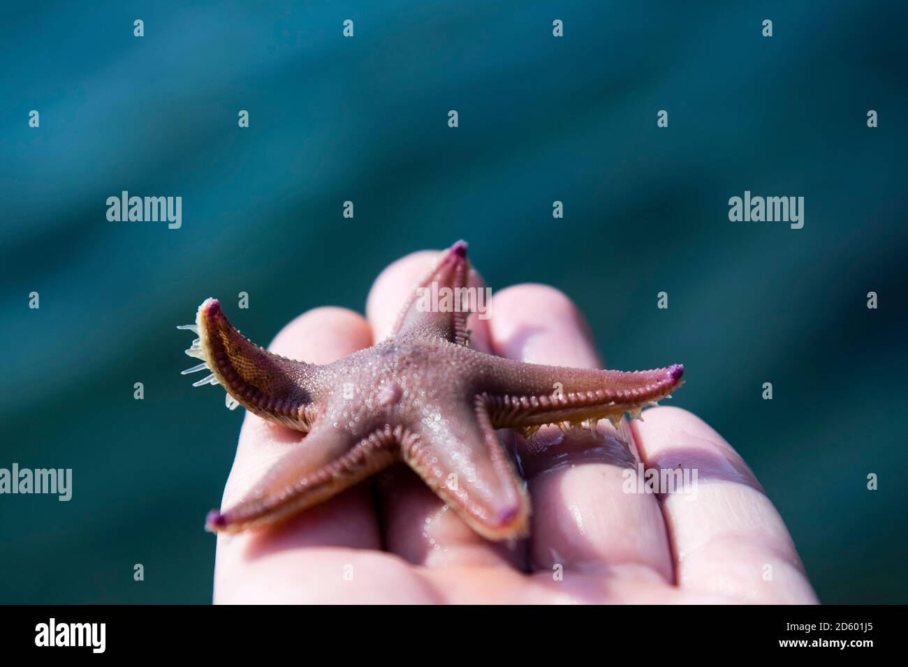 Norway, starfish in hand Stock Photo