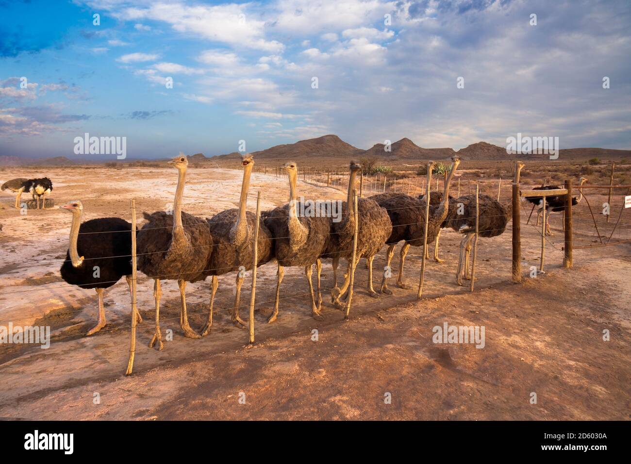 Africa, South Africa, Western Cape, ostrich farm Stock Photo