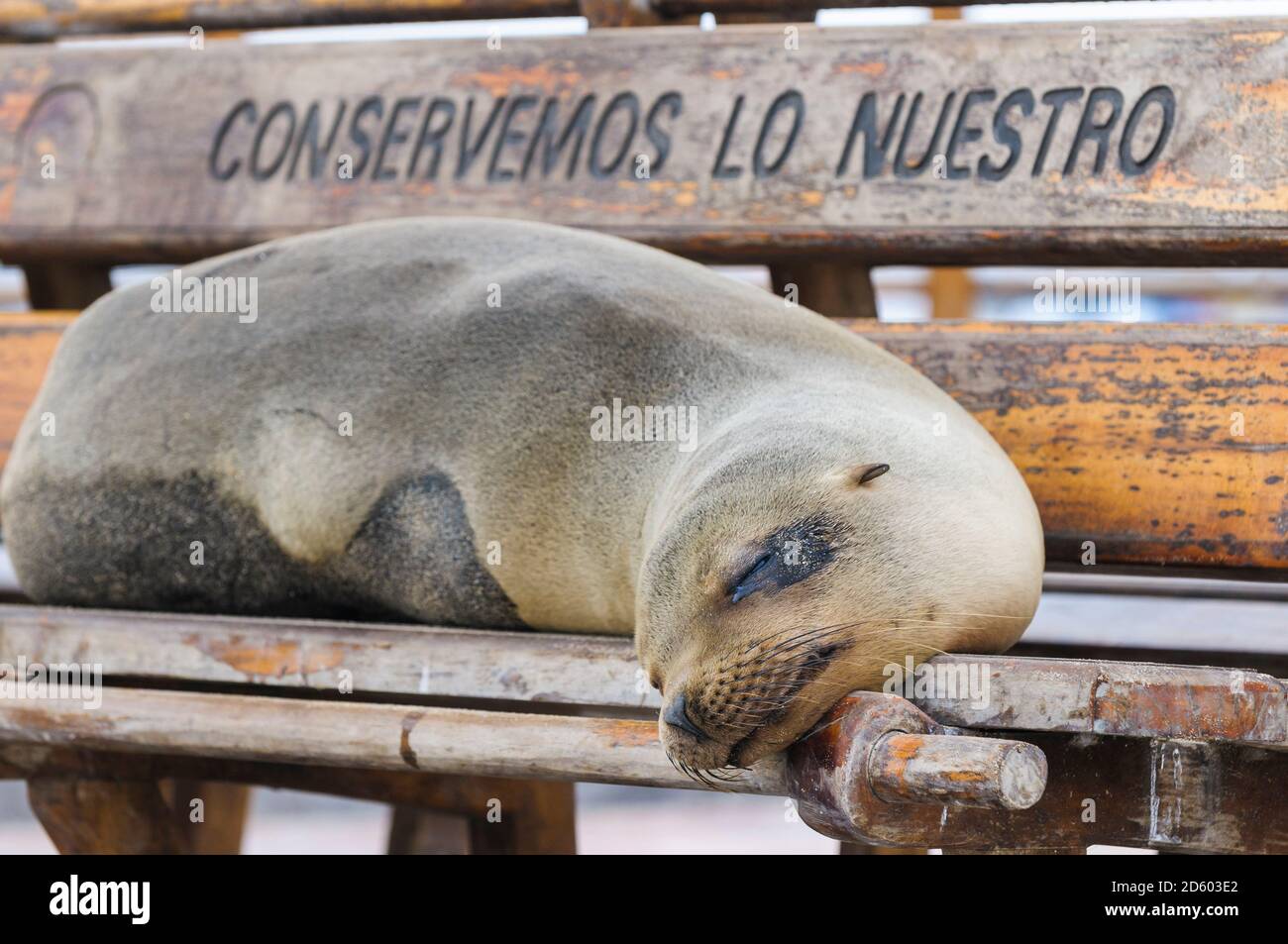 Ecuador, Galapagos Islands, San Cristobal, dozing Galapagos sea lion  lying on a bench Stock Photo