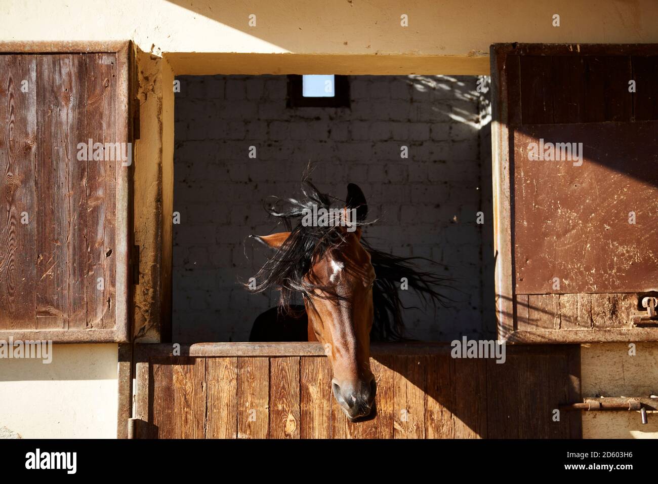 Egypt, El Gouna, horse in stable shaking head Stock Photo