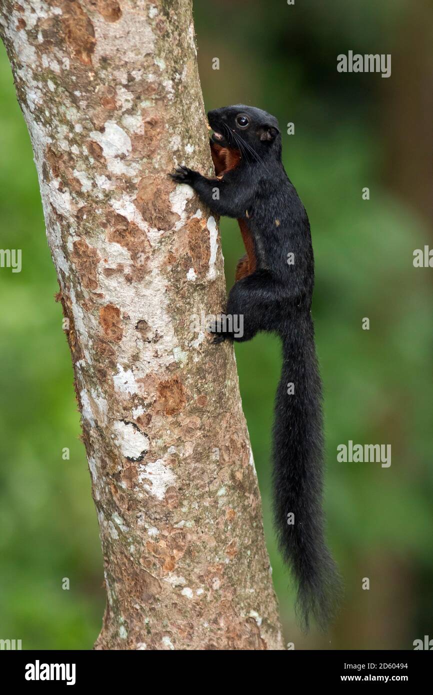 Malaysia, Borneo, Sepilok, Prevost's squirrel at tree trunk Stock Photo