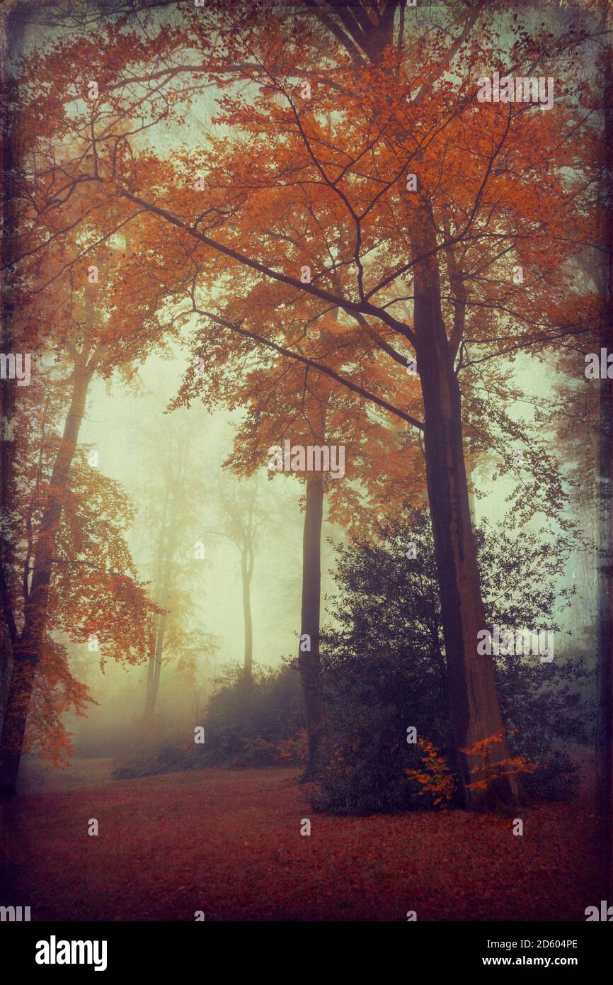Autumn view foggy forest hi-res stock photography and images - Alamy