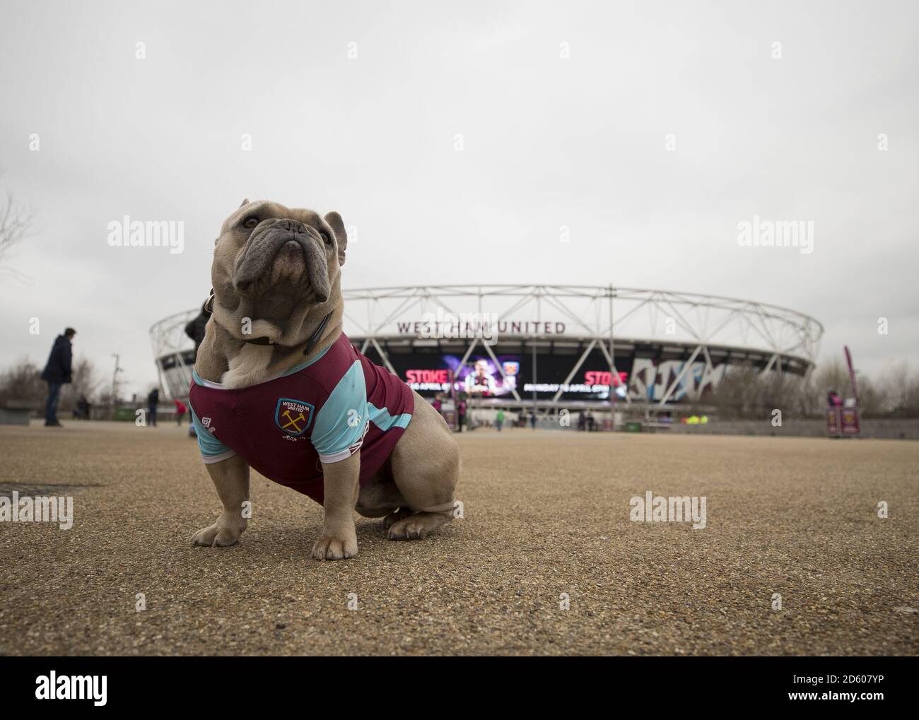 Bubbles the dog wearing a West Ham shirt before the Premier League