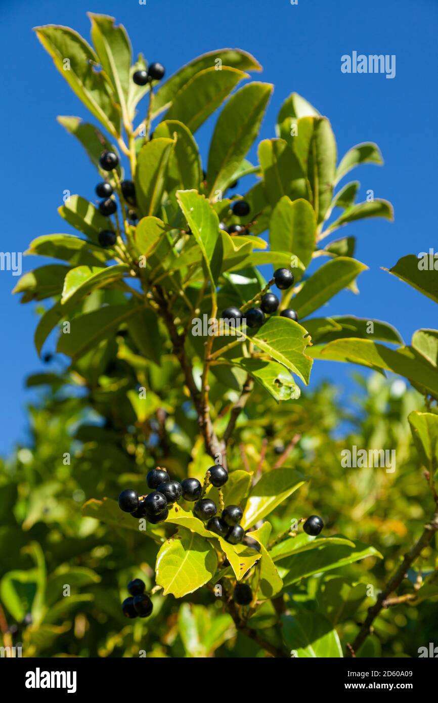 Close up of a laurel hedge which has large poisonous black berries Stock Photo