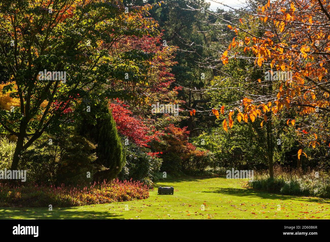 Robot lawn mower at work in a large garden in Scotland. Stock Photo