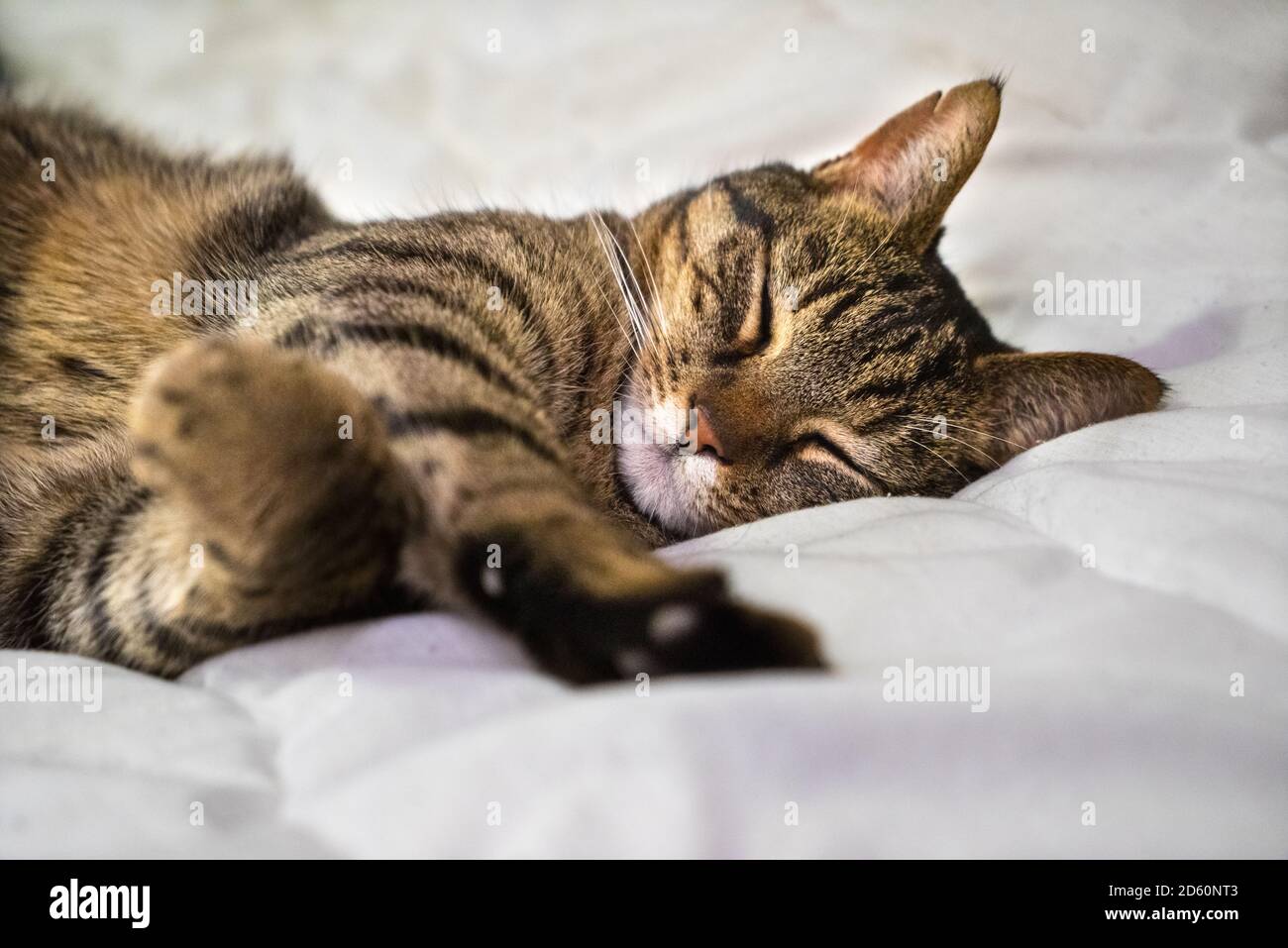 A Grey tabby cat laying sleeping on a bed closeup Stock Photo - Alamy
