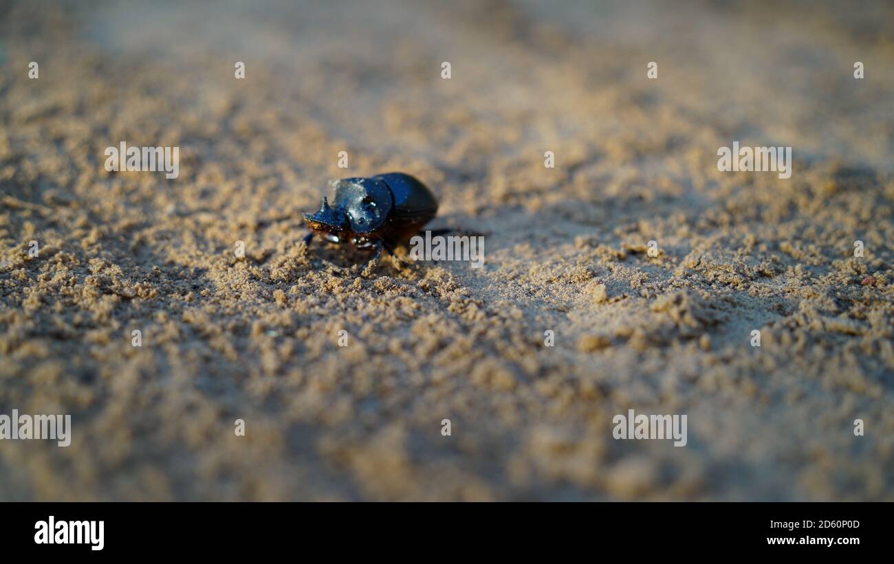 Earth-boring dung beetle species Geotrupes stercorarius in high definition with extreme focus and DOF isolated on farmland background Stock Photo