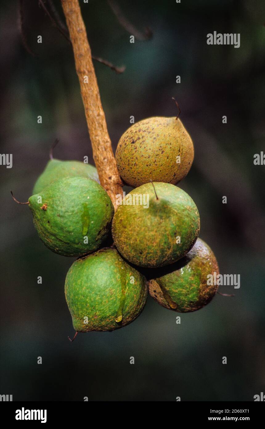 Hawaii, Big Island, USA. Macadamia Nuts in Shell on Tree. Stock Photo