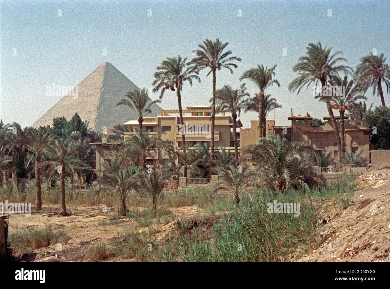 palm trees in front of pyramid of Khufu (Cheops), Giza, Cairo, September 1984, Egypt Stock Photo