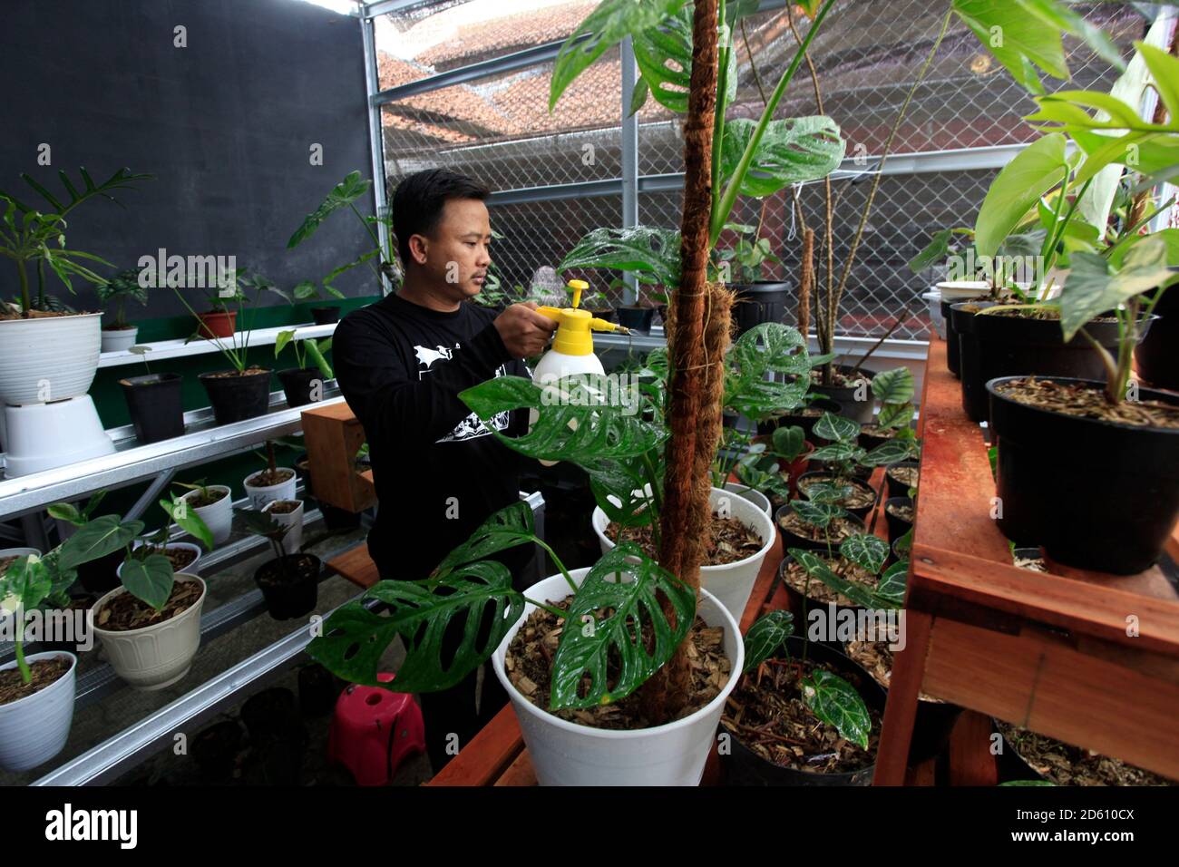 Bogor Indonesia 14th Oct 2020 A Man Is Seen Watering The Ornamental Plants Monstera Acuminata And