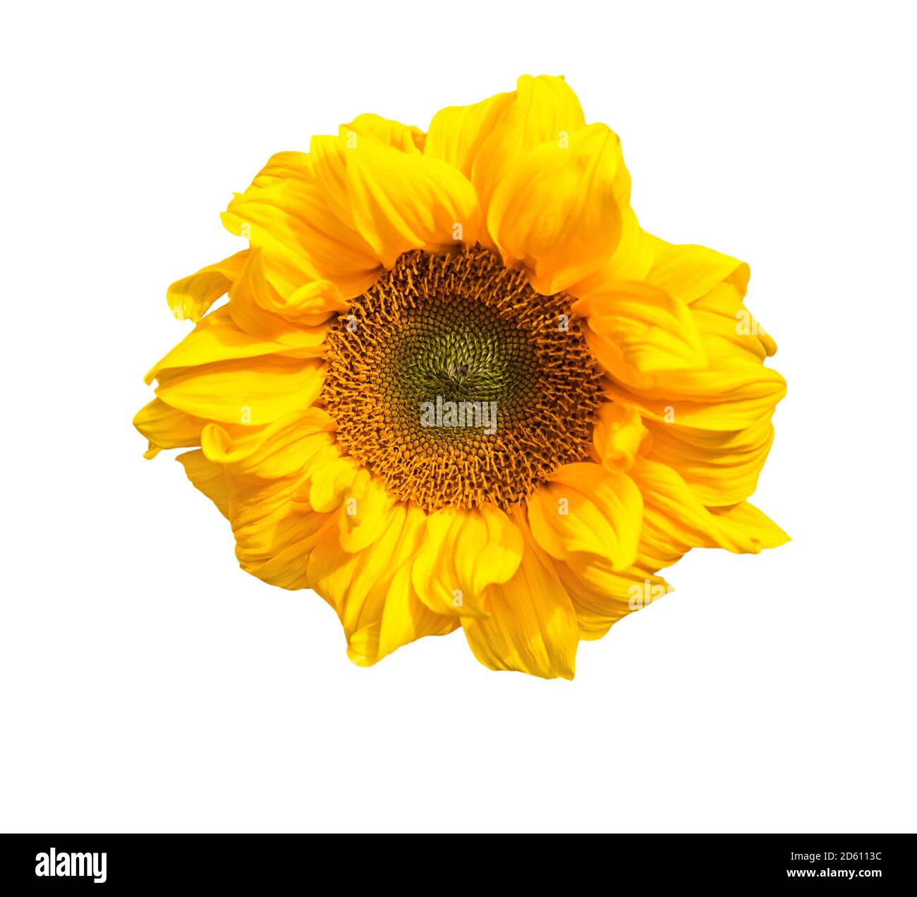 Sunflower isolated on white. Close up yellow sunflower blooming Stock Photo