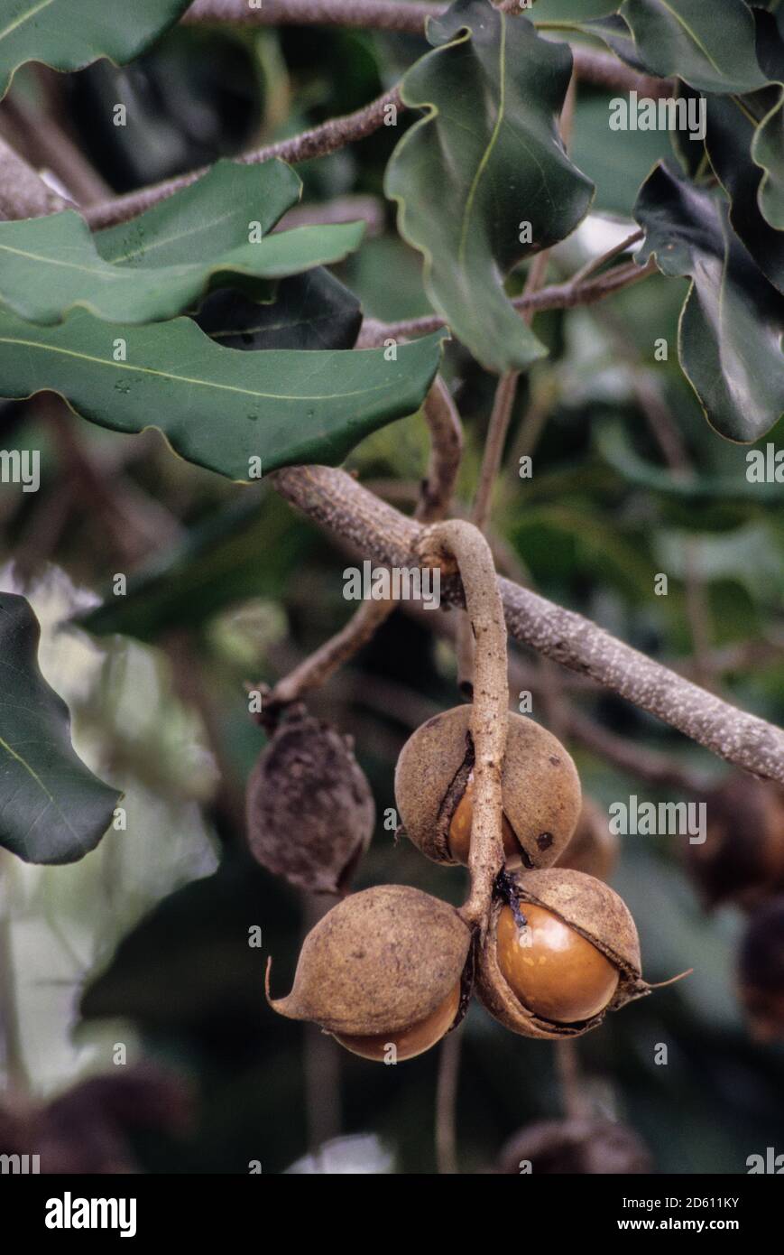 Big Island, Hawaii, USA. Macadamia nuts on tree. Stock Photo