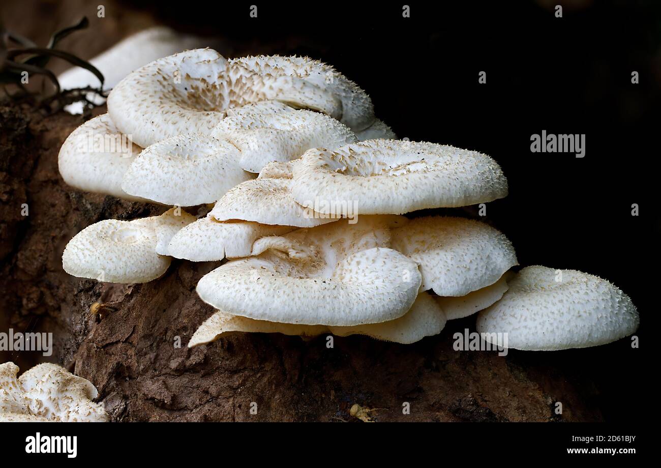 Wild Mushrooms in forest Stock Photo