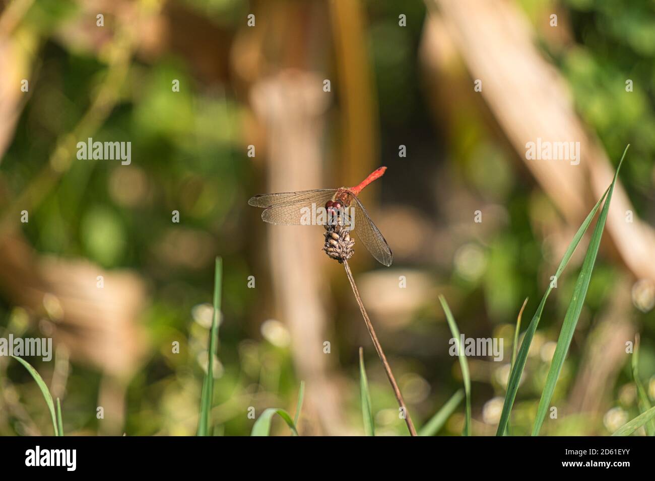 red dragonfly sitting on a plant Stock Photo - Alamy