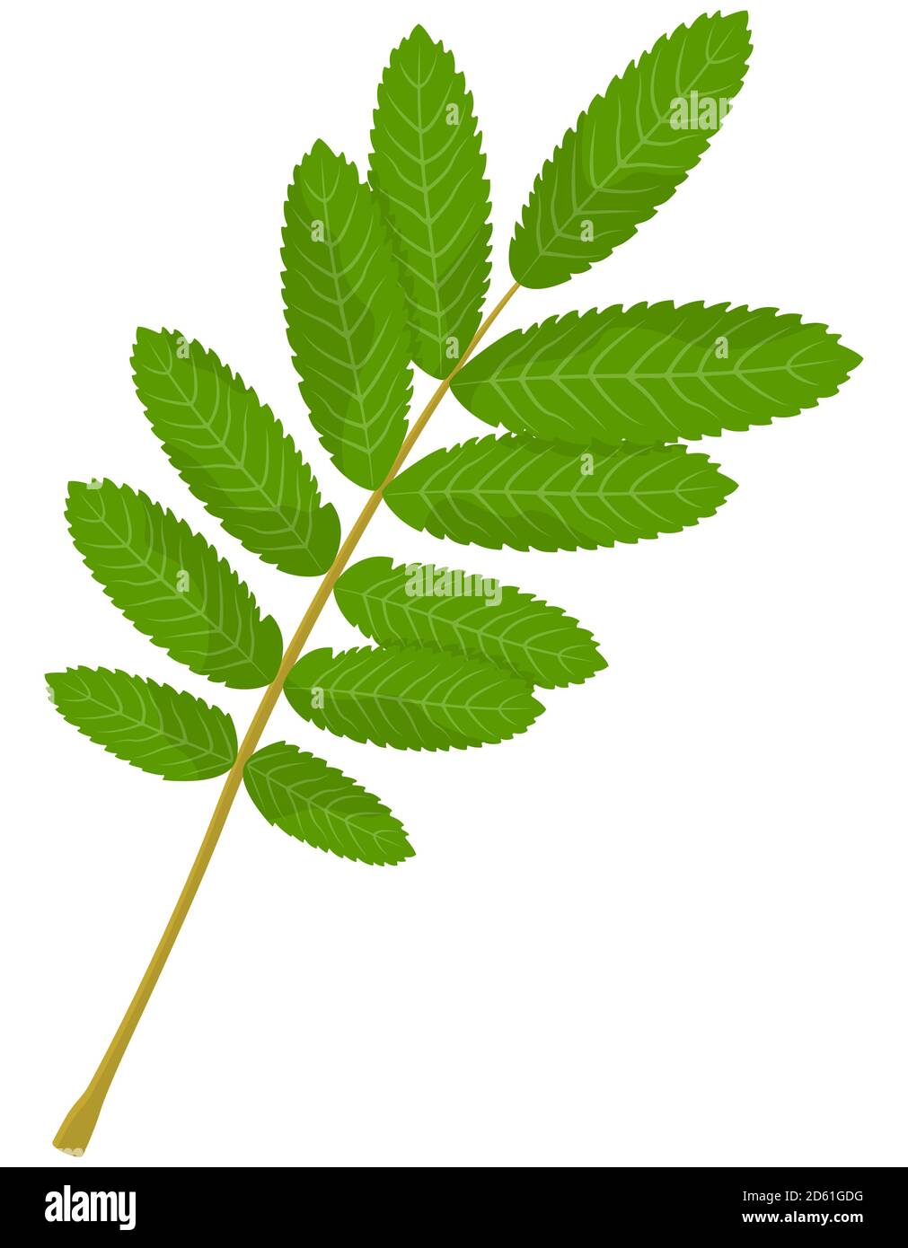 Leaf of rowan isolated on white background. Part of tree in cartoon style. Stock Vector
