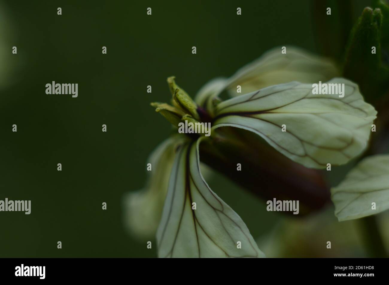 Eruca Sativa Flowers High Resolution Stock Photography And Images Alamy