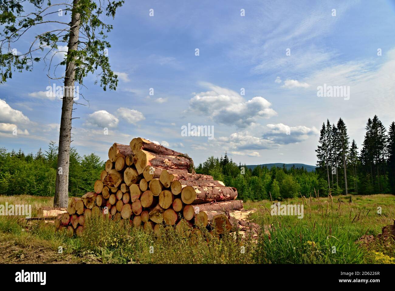A pile of cut wood in the middle of a green meadow. The last tree at the folded wooden logs. Background with green trees and blue sky with white cloud Stock Photo