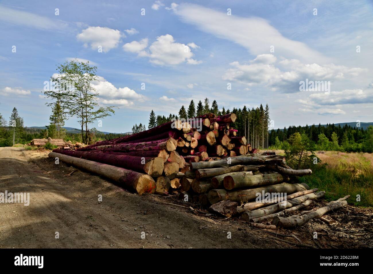 A pile of cut wood in the middle of a green meadow. Background with green trees and blue sky with white clouds. Bark beetle calamity in mountain fores Stock Photo
