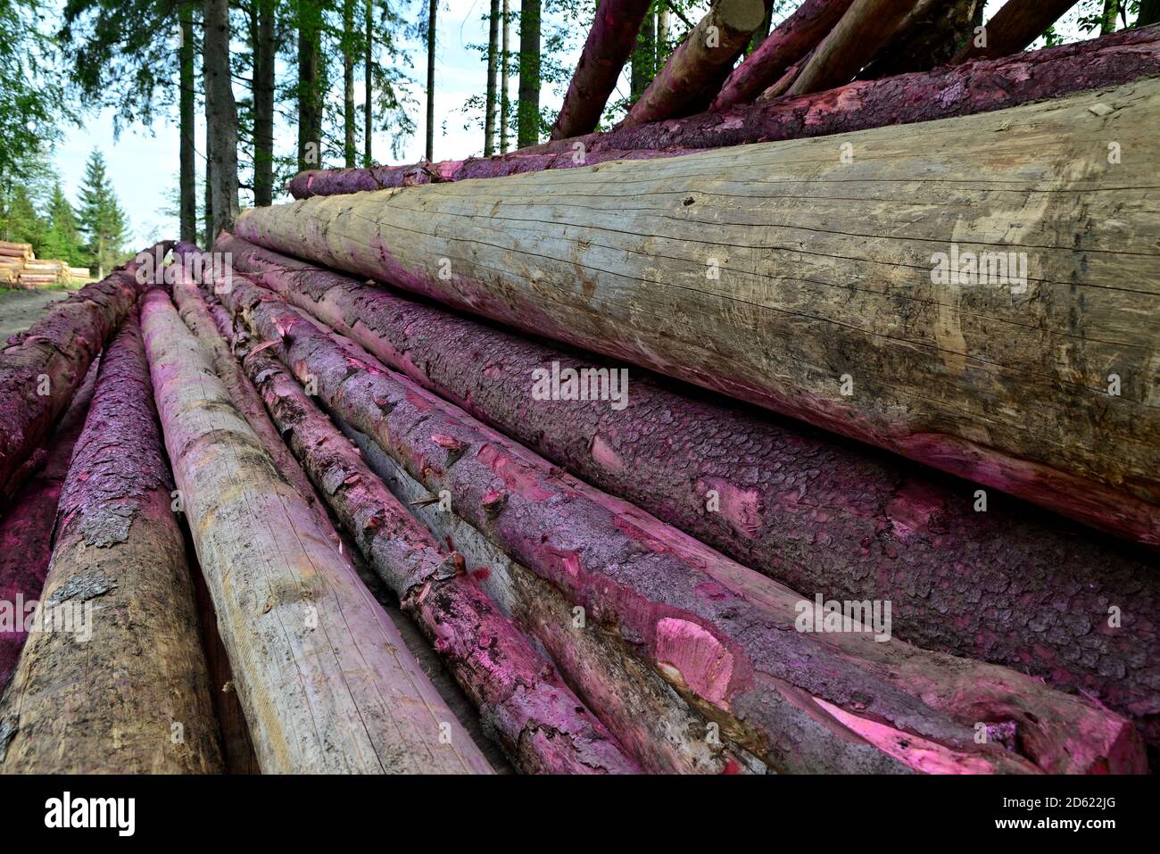 A pile of sawn wood in the middle of the forest. Background with green trees and blue sky with white clouds. Bark beetle calamities in mountain forest Stock Photo