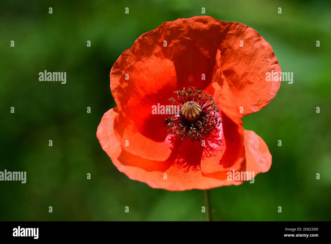 Red flower of one poppy. Papaver rhoeas. Red petals on a green background. Close-up view of a flower plant. Stock Photo
