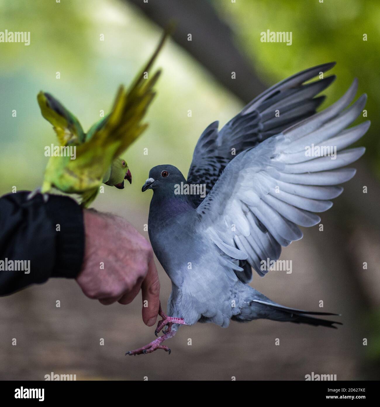 A parakeet faces up to a pigeon Stock Photo Alamy