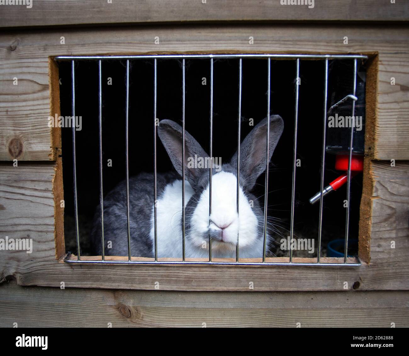 Cute home rabbit in outside Cage, Rabbit with white snout, cute little
