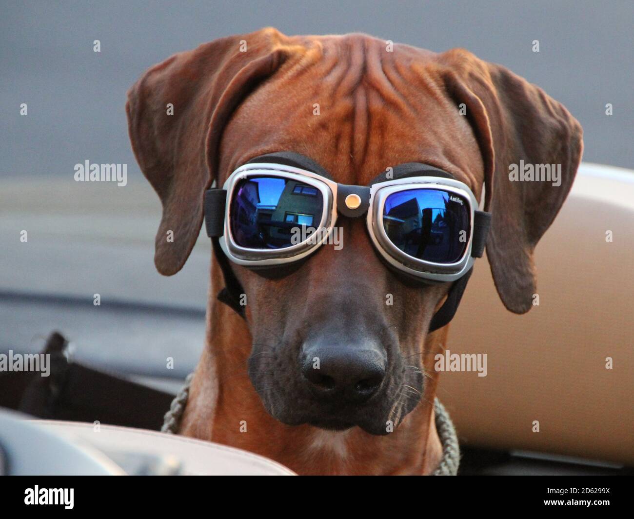 brown Rhodesian Ridgeback in a convertible with glasses Stock Photo