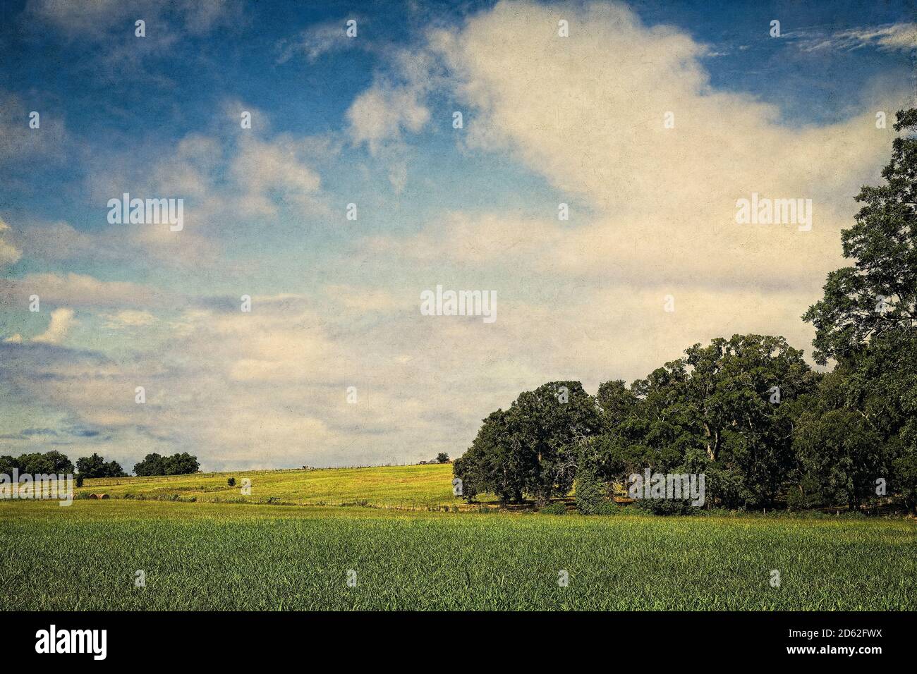 Expansive Texas Hill Country ranch land under a blue sky with puffy white clouds and trees encroaching into the scene. Stock Photo