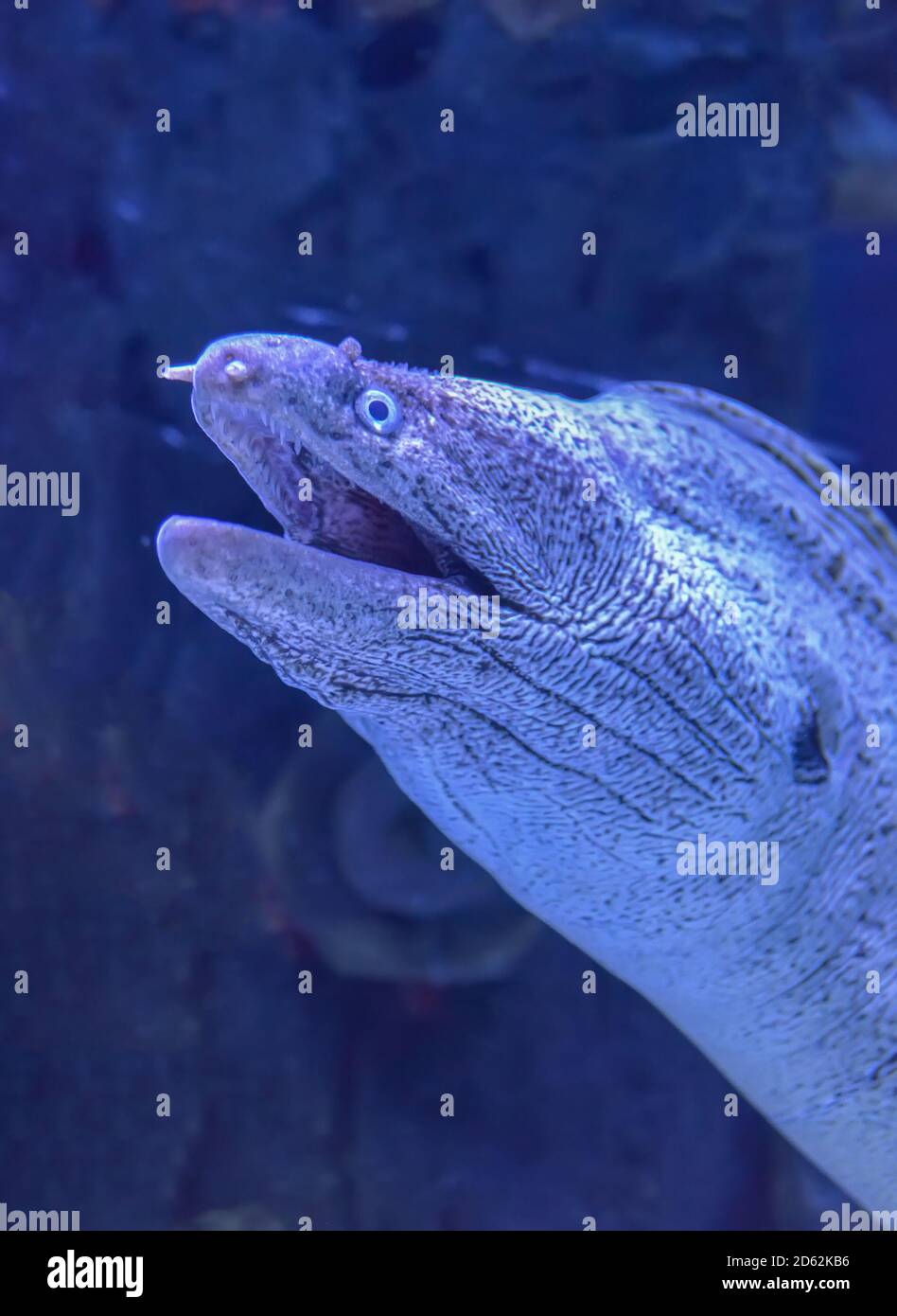 The head of moray eel under the water close up Stock Photo