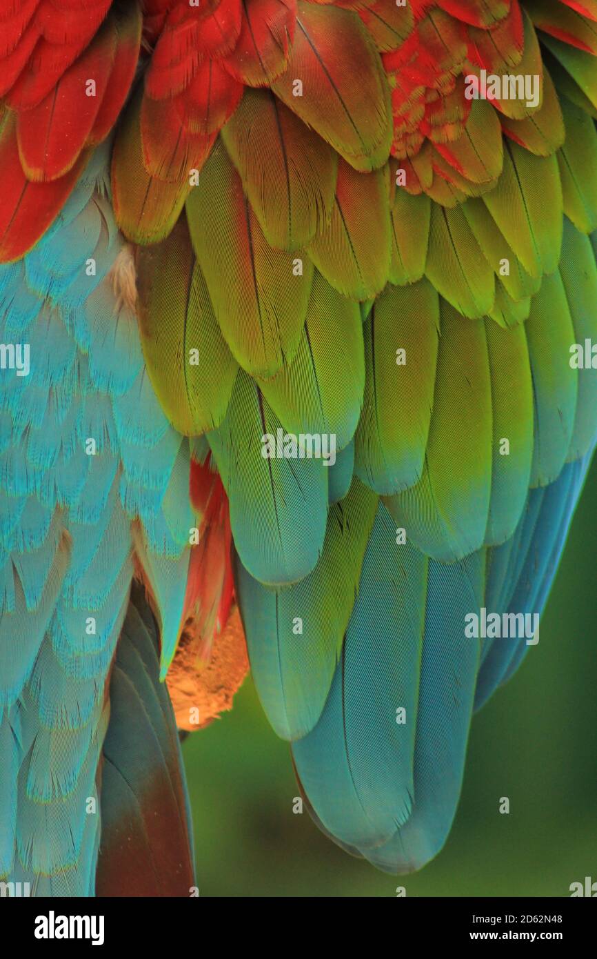 Isn't it interesting how the feathers gradually change colors? I find ...
