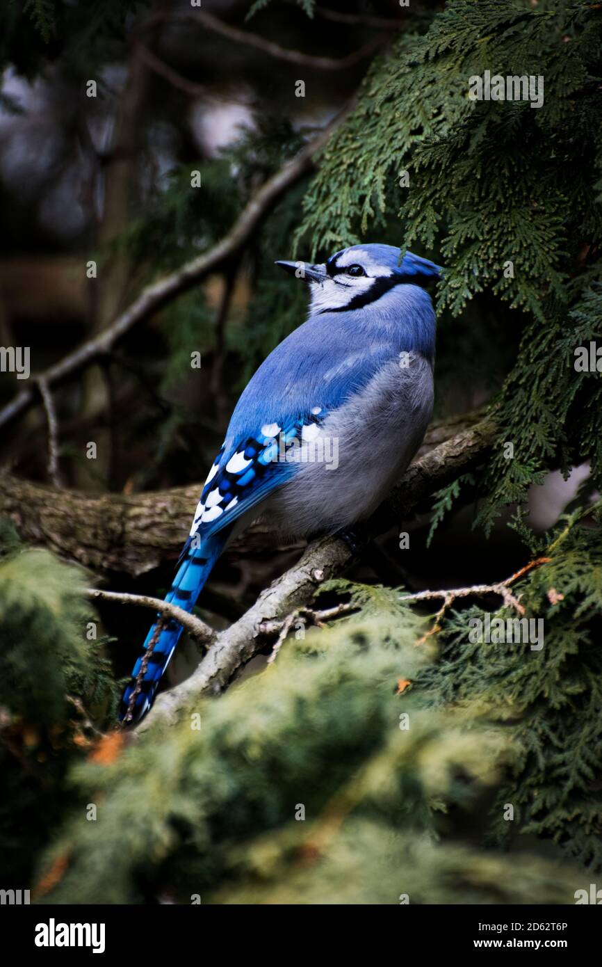 Blue jay bird sitting on an evergreen tree in London Ontario Canada during the Springtime of 2020. The bluejay is showing its back feathers. Stock Photo