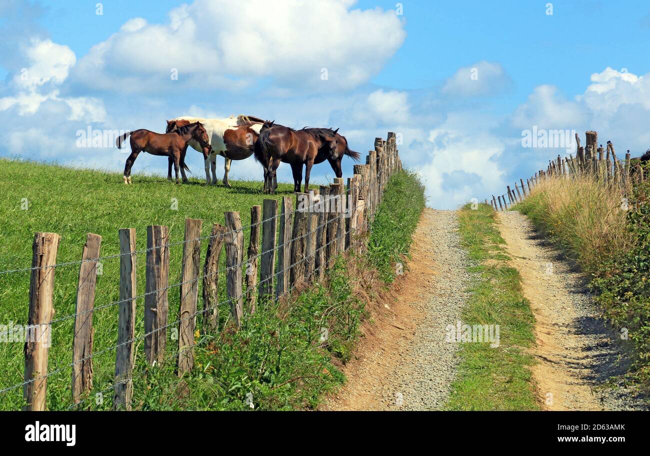 Horses in a field at the edge of a path. Stock Photo