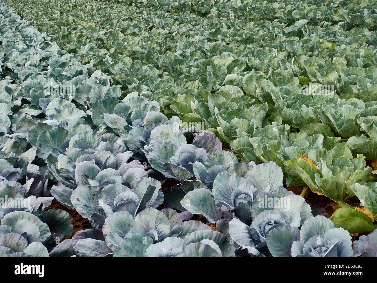 Different types of cabbage thrive in the arable soil. Pattern. Stock Photo