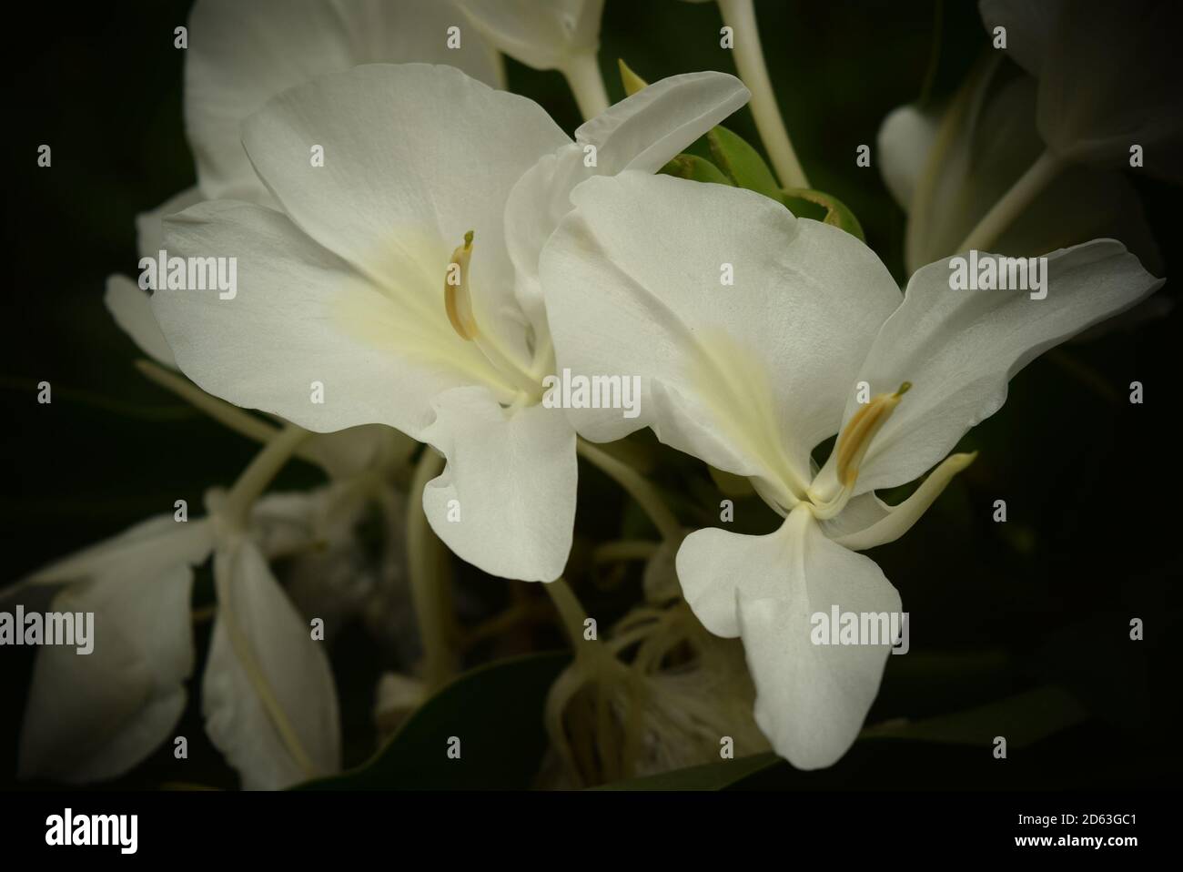 Beautiful white flowers in a natural cluster against dark background Stock Photo